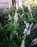 Vitex Galactic Pink with slender green leaves and tall spikes of pale pink and lavender flowers