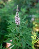Vitex Galactic Pink with pale pink flower spikes and narrow green leaves