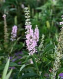 Vitex Galactic Pink with tall spikes of pale pink flowers and narrow green leaves