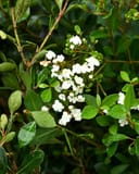Walter's Viburnum Mrs. Schiller's Delight with glossy green foliage and clusters of small white flowers