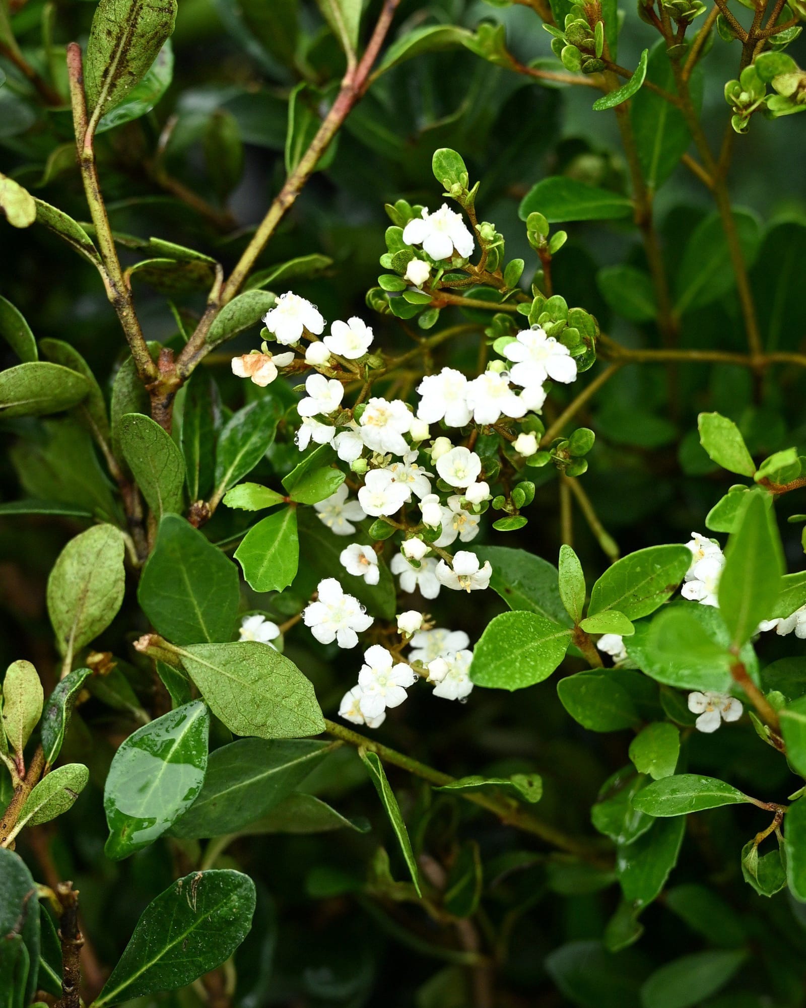 Walter's Viburnum Mrs. Schiller's Delight
