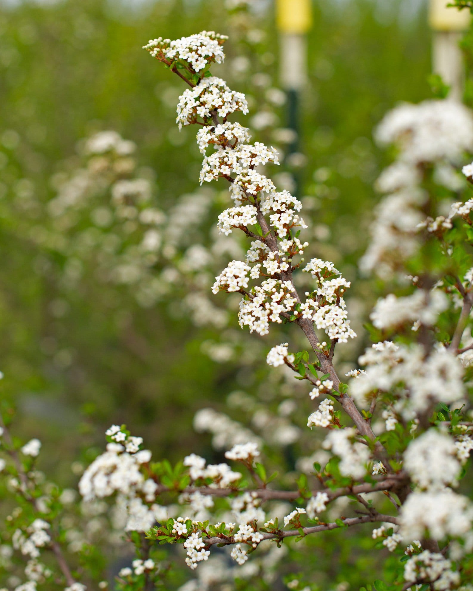 Walter's Viburnum Select