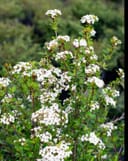 Walter's Viburnum with glossy green foliage and abundant clusters of small white flowers