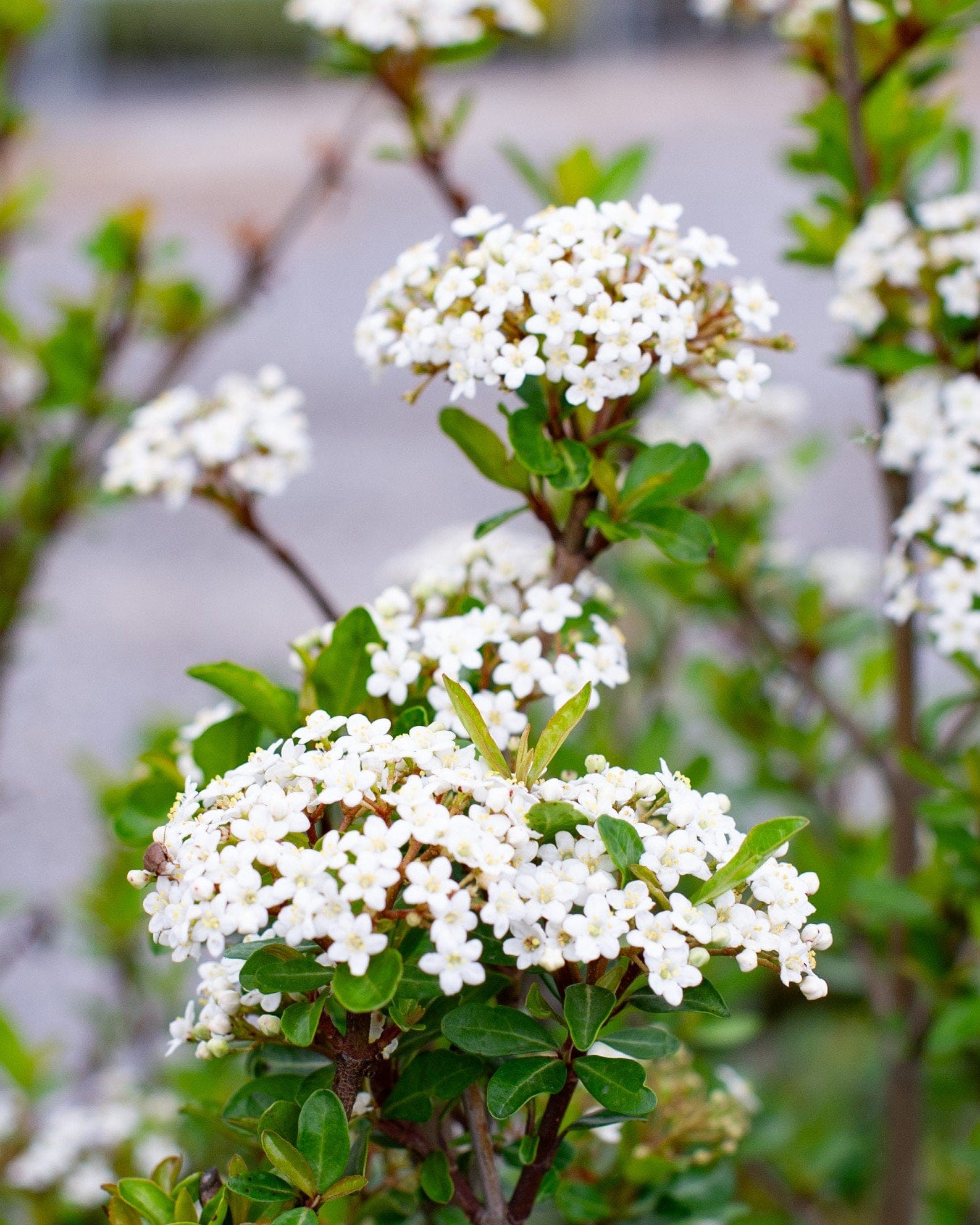 Walter's Viburnum white flower clusters Walter's Viburnum with clusters of small white flowers and glossy green leaves