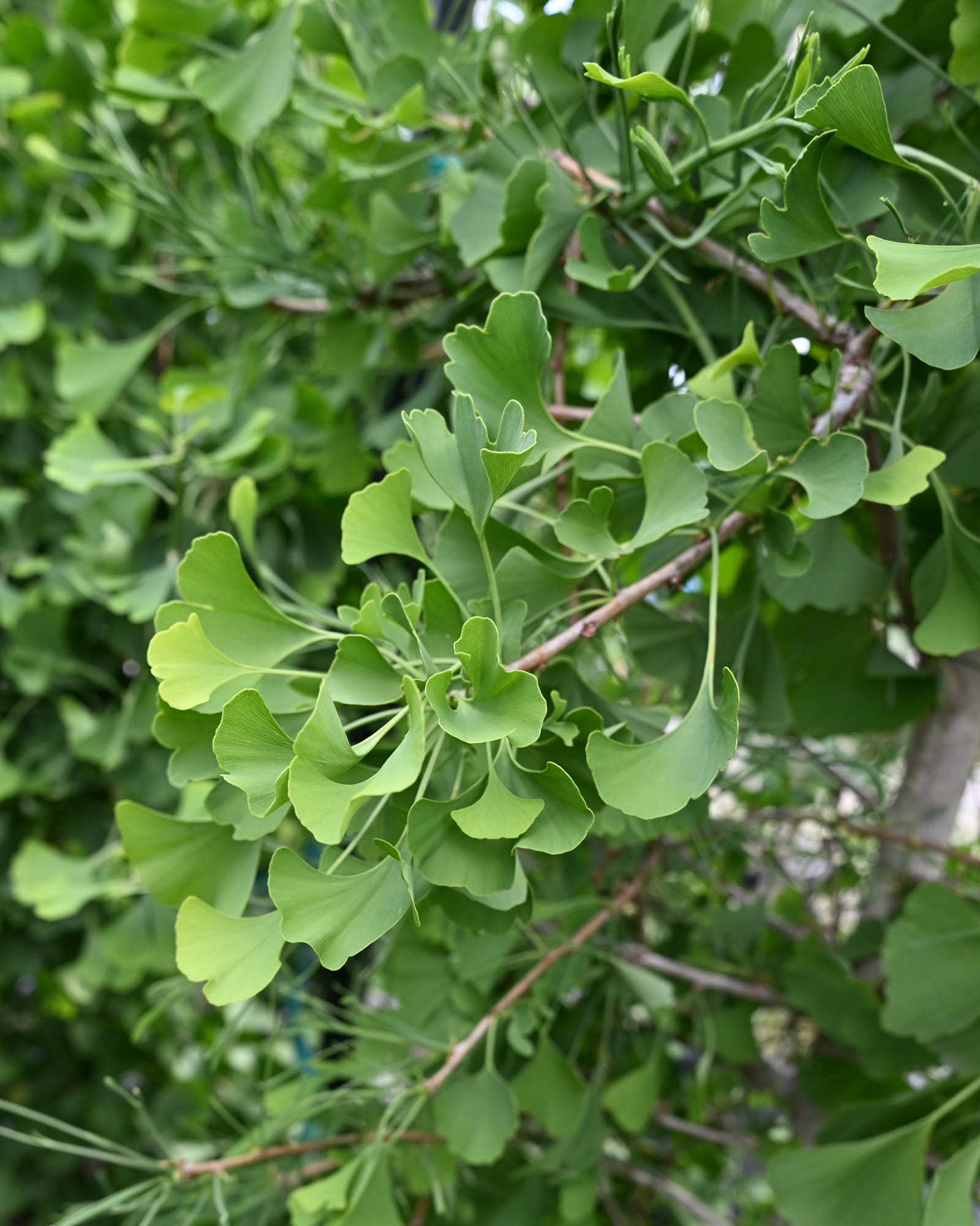 Weeping Wonder Ginkgo