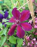 Westerplatte Clematis with deep magenta petals and green foliage growing on a garden trellis