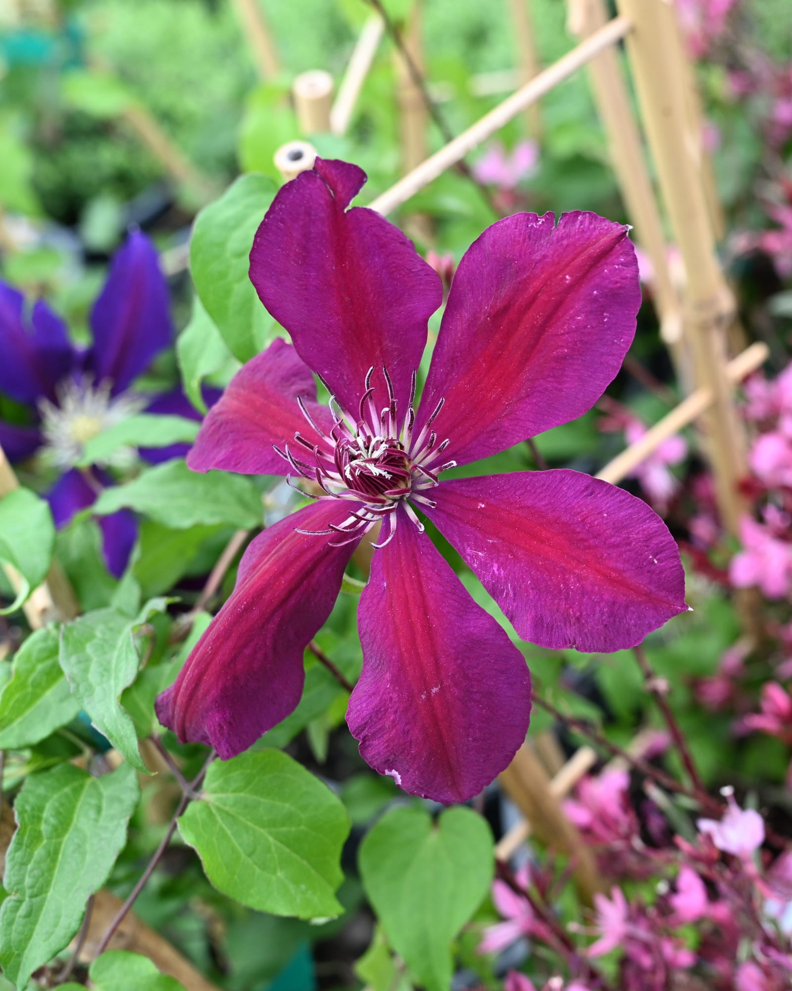 Westerplatte Clematis magenta flowers Westerplatte Clematis with deep magenta petals and green foliage growing on a garden trellis