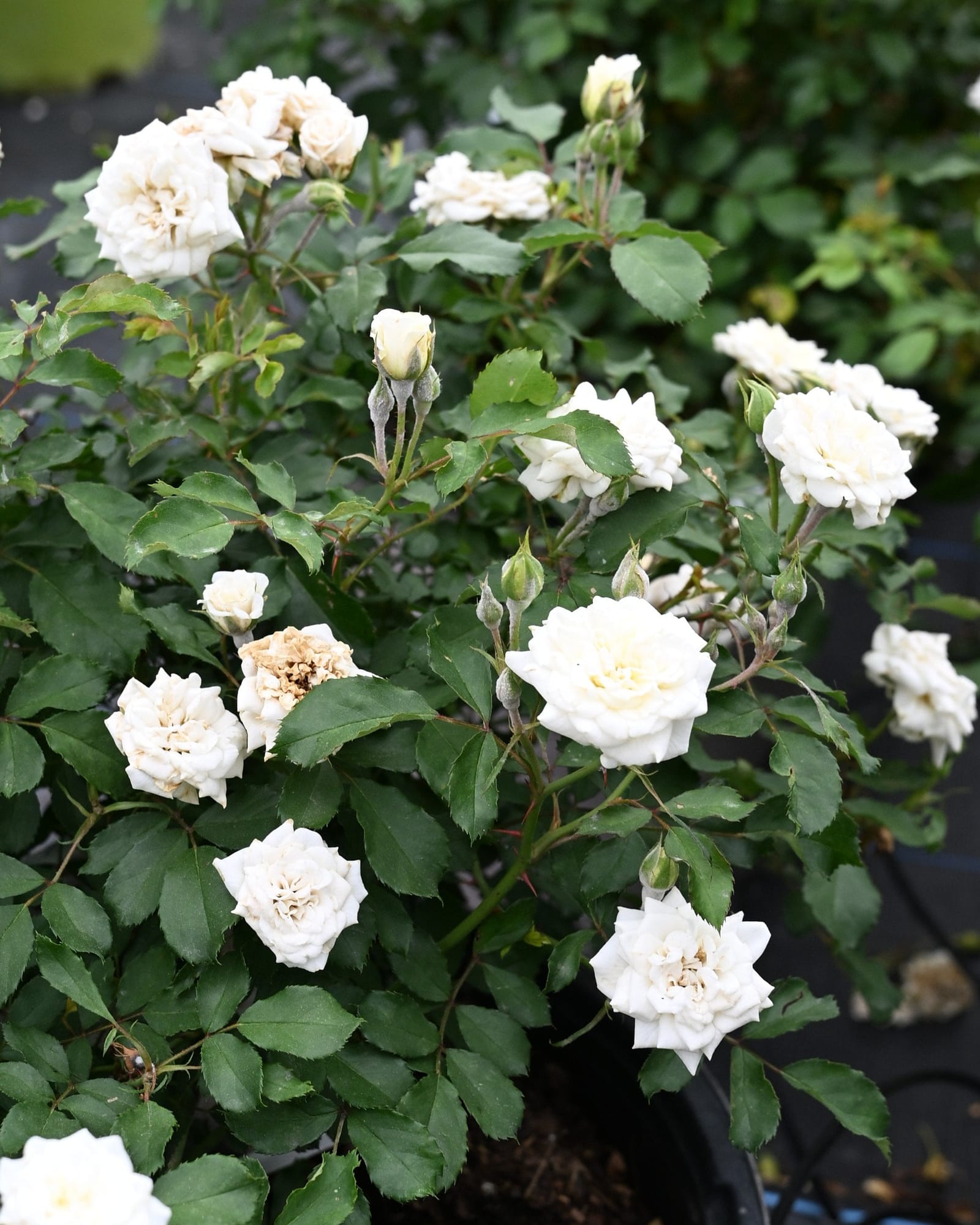 White Drift Rose Tree Form