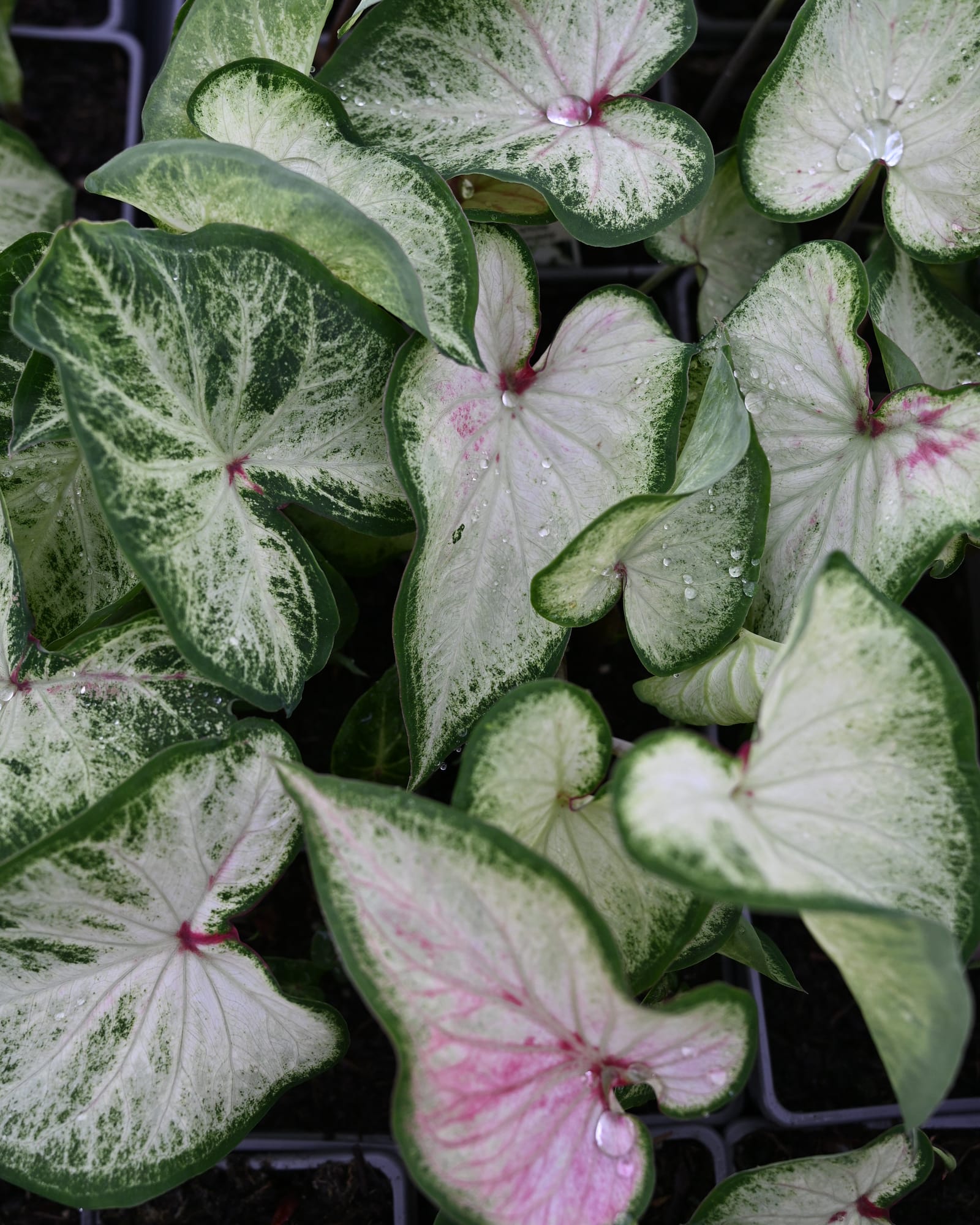 White Dynasty Caladium white pink foliage White Dynasty Caladium with white, green-edged leaves and pink veins in nursery containers