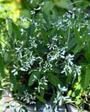 White Manaus Baby's Breath Euphorbia with airy white flowers and narrow green leaves in a container