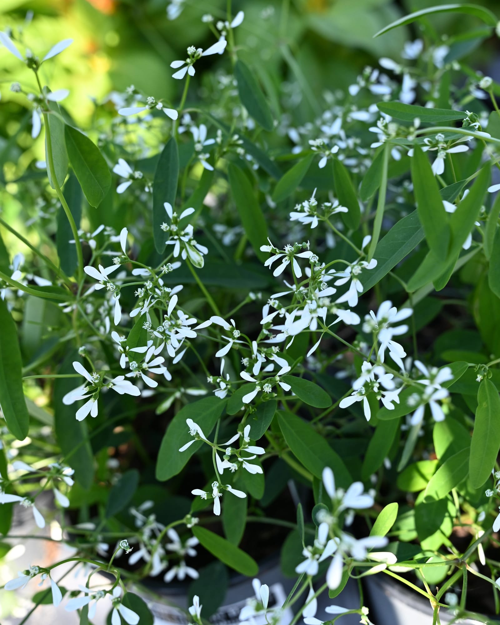 White Manaus Baby's Breath Euphorbia white flowers White Manaus Baby's Breath Euphorbia with airy white flowers and narrow green leaves in a container