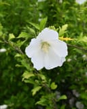 White Pillar Althea Tree Form with a large white flower in a container