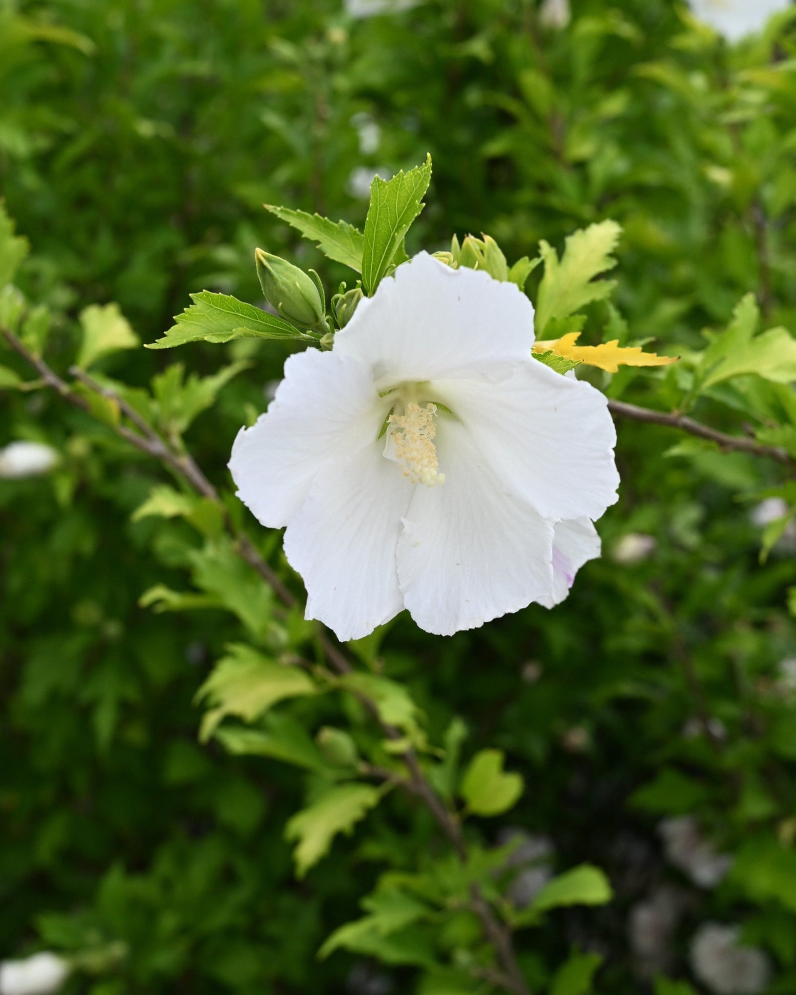 White Pillar Althea Tree Form white flower White Pillar Althea Tree Form with a large white flower in a container