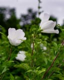 White Pillar Althea with white flowers and green foliage outdoors