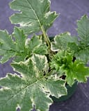 Whitewater Bear's Breeches Acanthus with deeply lobed green leaves edged and mottled in creamy white