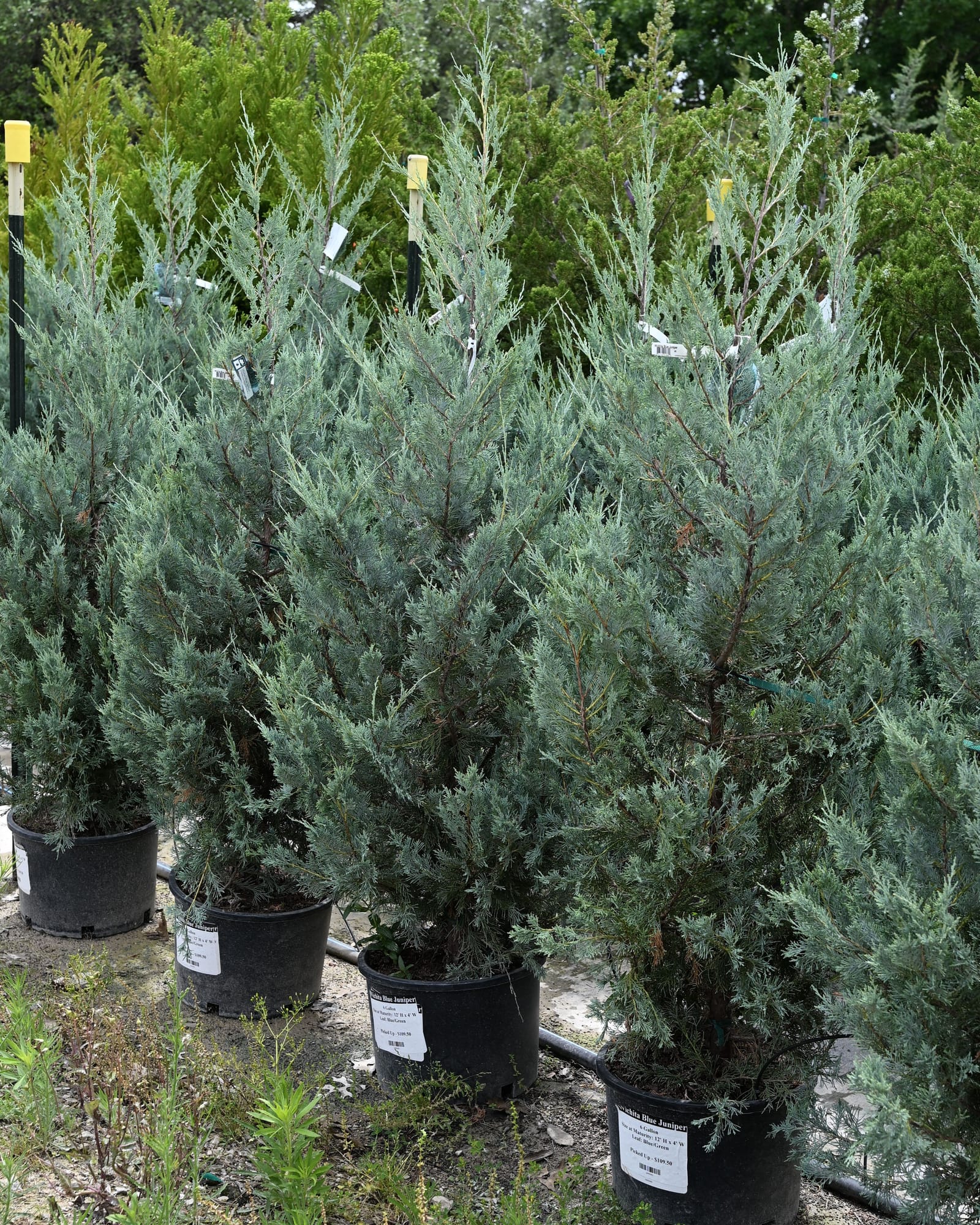 Wichita Blue Juniper