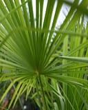 Windmill Palm with bright green fan-shaped fronds filling the frame