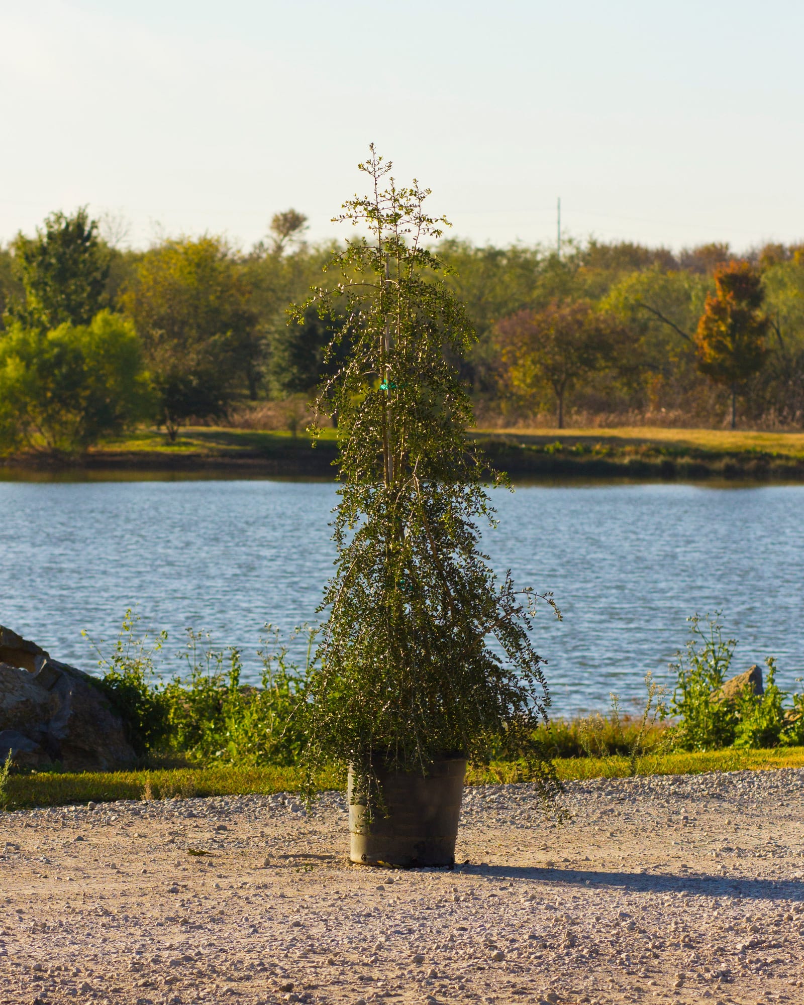 Yaupon Holly Weeping pondside container Yaupon Holly Weeping in a container beside a pond with narrow cascading foliage