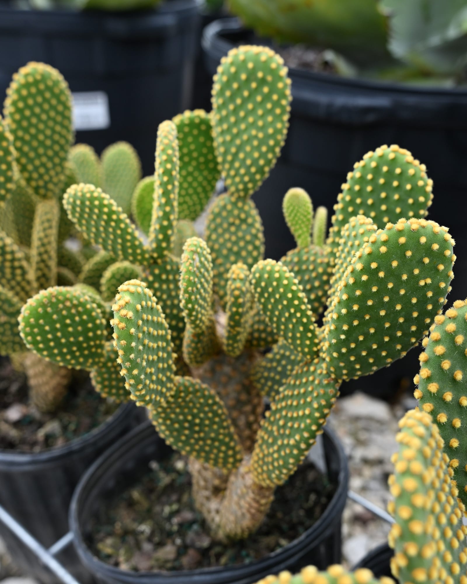 Yellow Bunny Ears Cactus