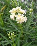 Yellow Oleander with clusters of pale yellow flowers and long narrow green leaves