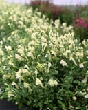 Yellow Skullcap with pale yellow flowers and green foliage in a nursery bed