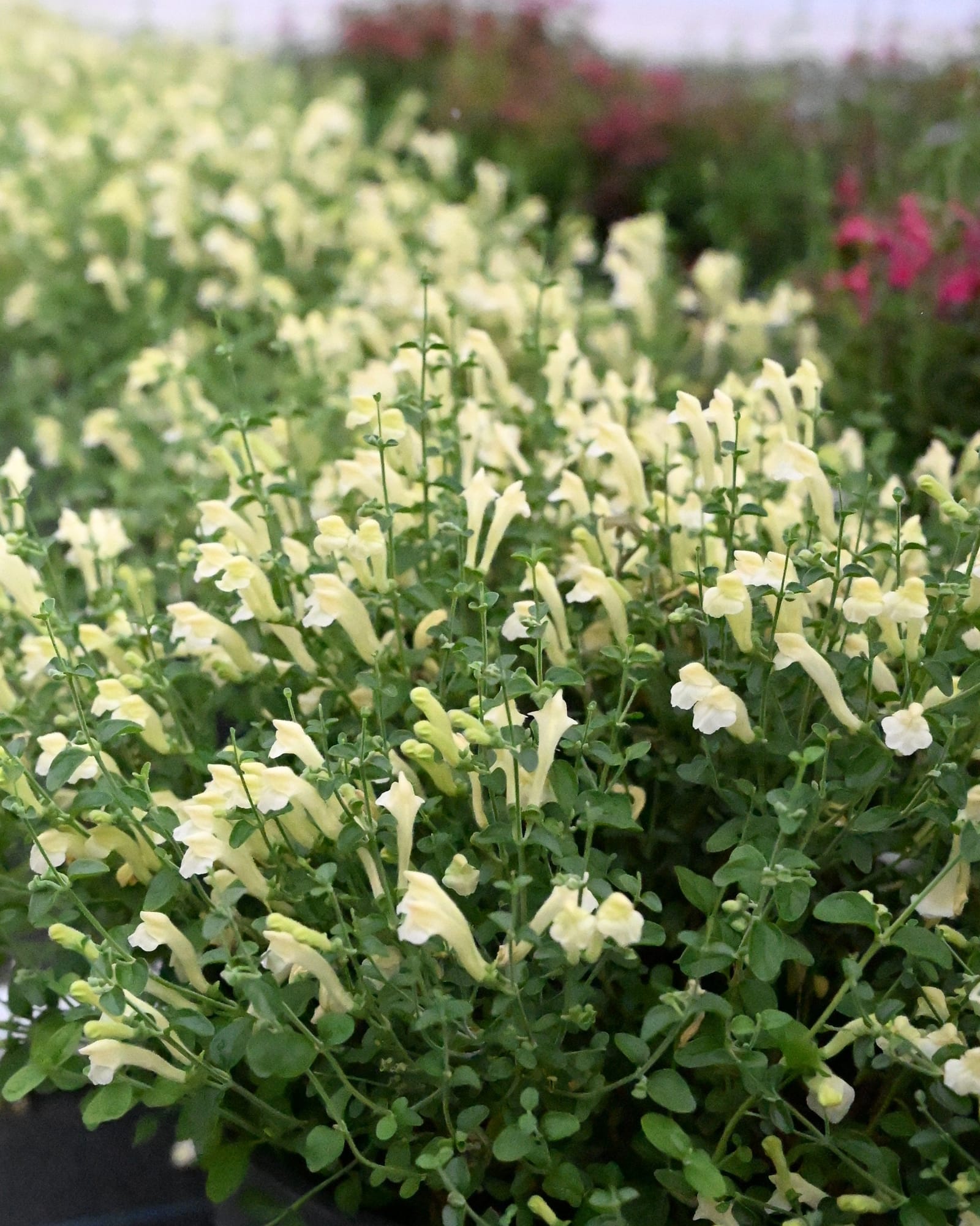 Yellow Skullcap pale yellow flowers Yellow Skullcap with pale yellow flowers and green foliage in a nursery bed