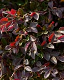 Purple Daydream Loropetalum with dense burgundy foliage and bright red new growth