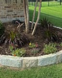 Purple Fountain Grass planted beneath multi-trunk trees in a stone-edged landscape bed