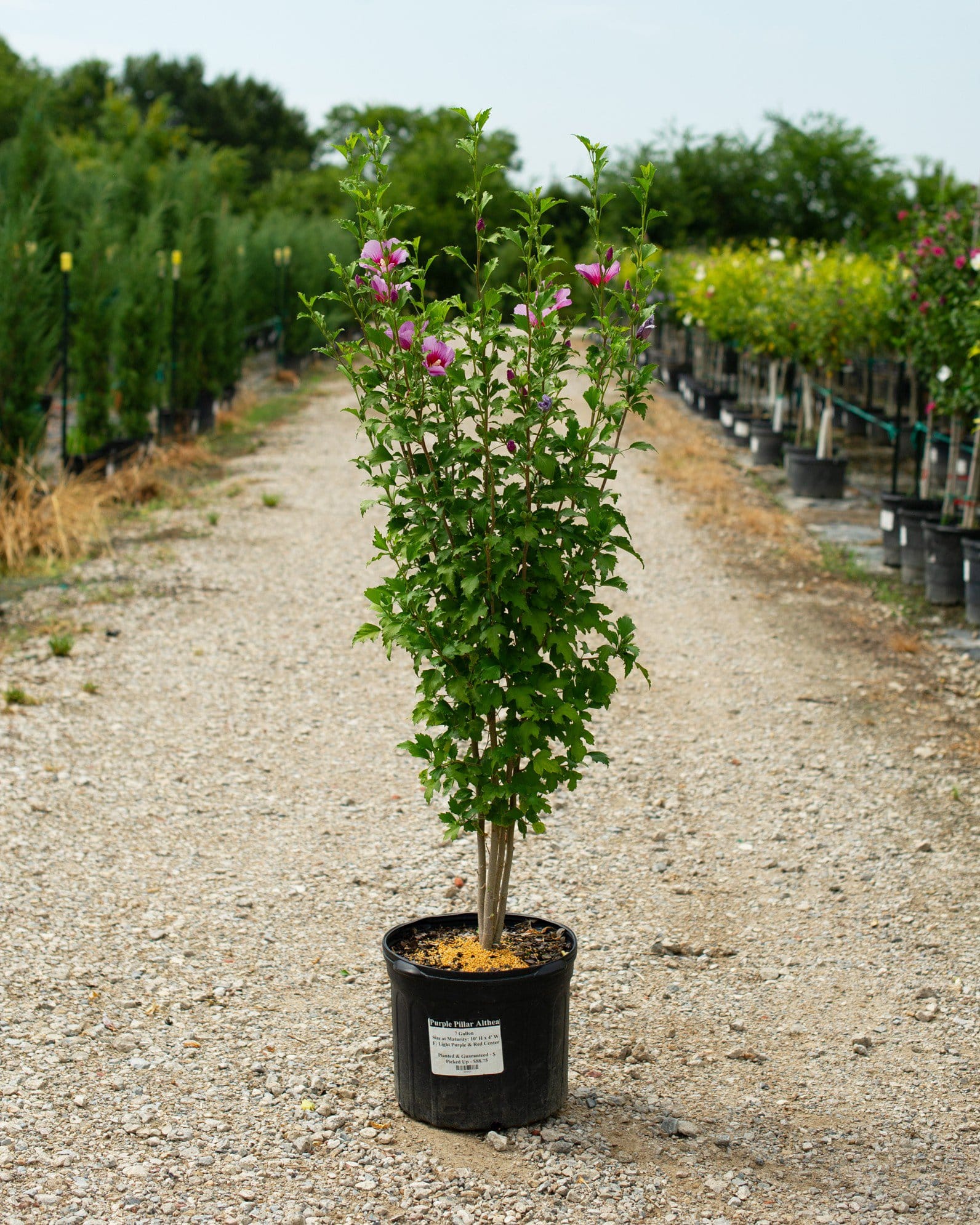 Purple Pillar Althea - view 5