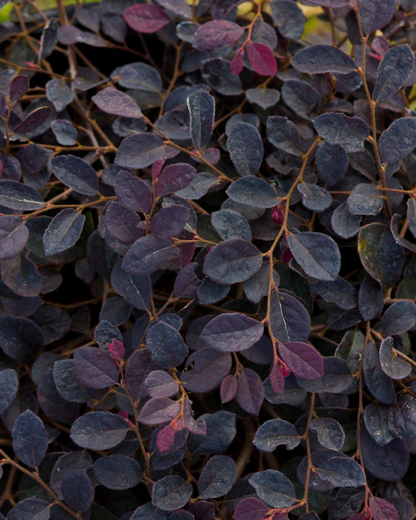 Purple Pixie Loropetalum Weeping - view 3