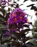 Purple Sage Crape Myrtle with vivid purple flower clusters and dark burgundy foliage