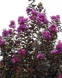 Purple Sage Crape Myrtle with abundant purple flower clusters and dark burgundy foliage