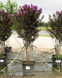 Purple Sage Crape Myrtle with dark foliage and purple flowers in nursery containers