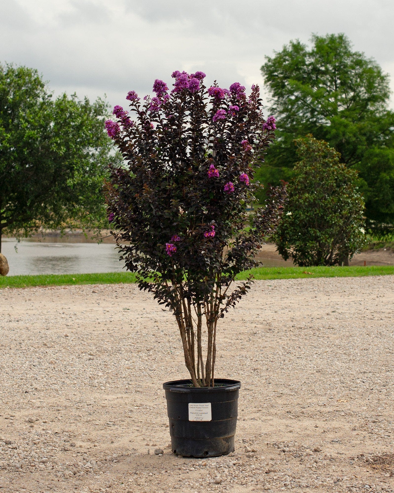 Purple Sage Crape Myrtle purple flowers Purple Sage Crape Myrtle with dark foliage and purple flowers in a nursery container