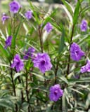 Purple Showers Ruellia with bright purple flowers and narrow green leaves