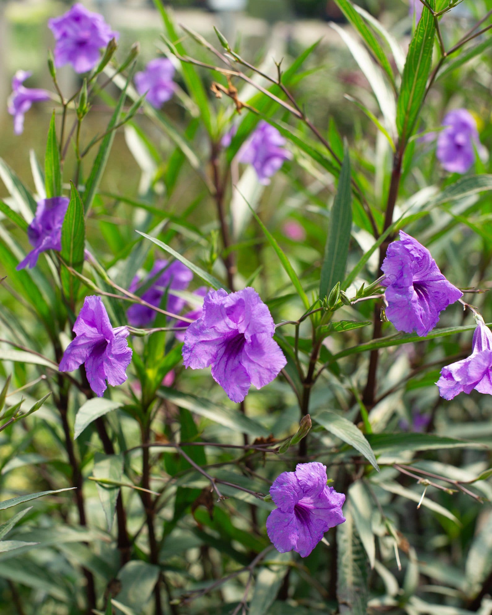 Purple Showers Ruellia purple flowers Purple Showers Ruellia with bright purple flowers and narrow green leaves