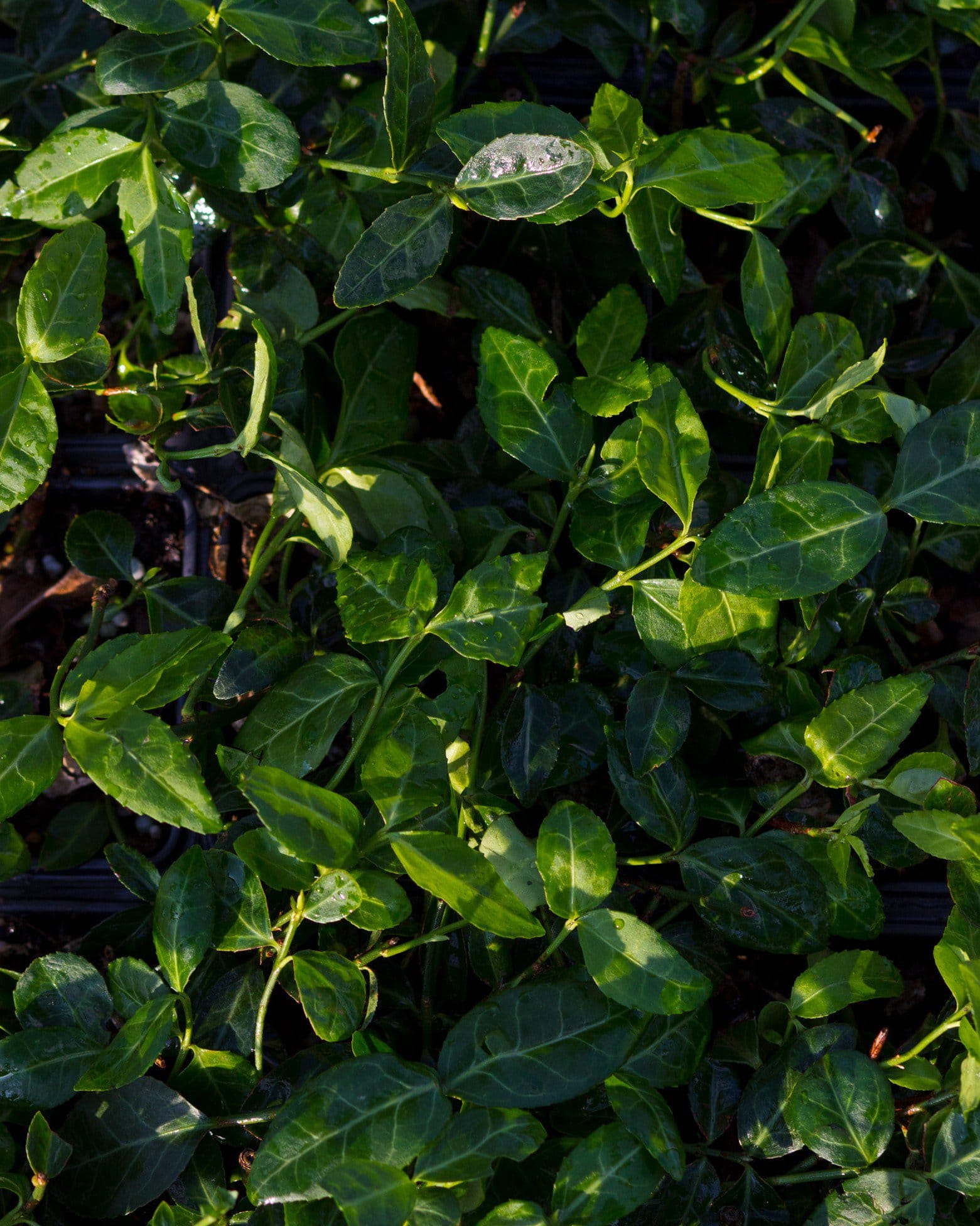 Purpleleaf Wintercreeper Euonymus