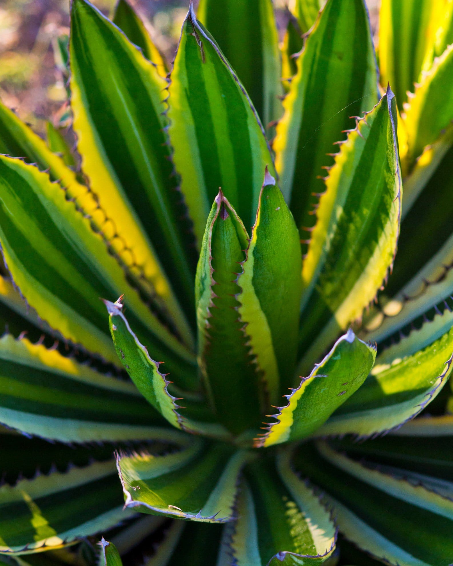 Quadricolor Agave - view 3