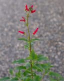 Red Birds in a Tree with slender green foliage and bright red tubular flowers