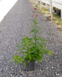 Red Birds in a Tree with slender green foliage and small red flowers in a nursery container