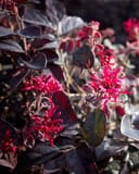 Red Chocolate Loropetalum with dark burgundy leaves and bright pink fringe flowers
