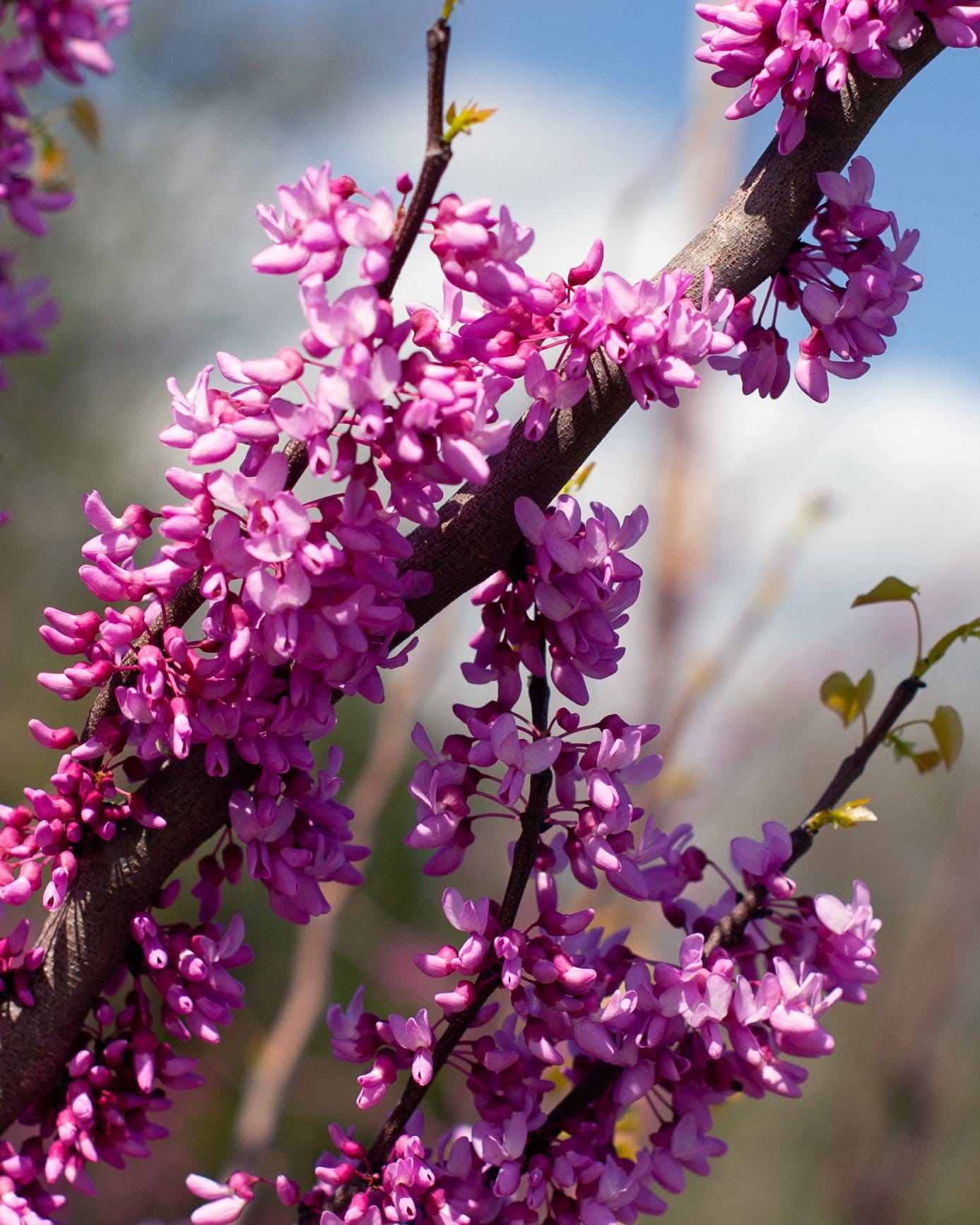 Rise 'N Shine Redbud