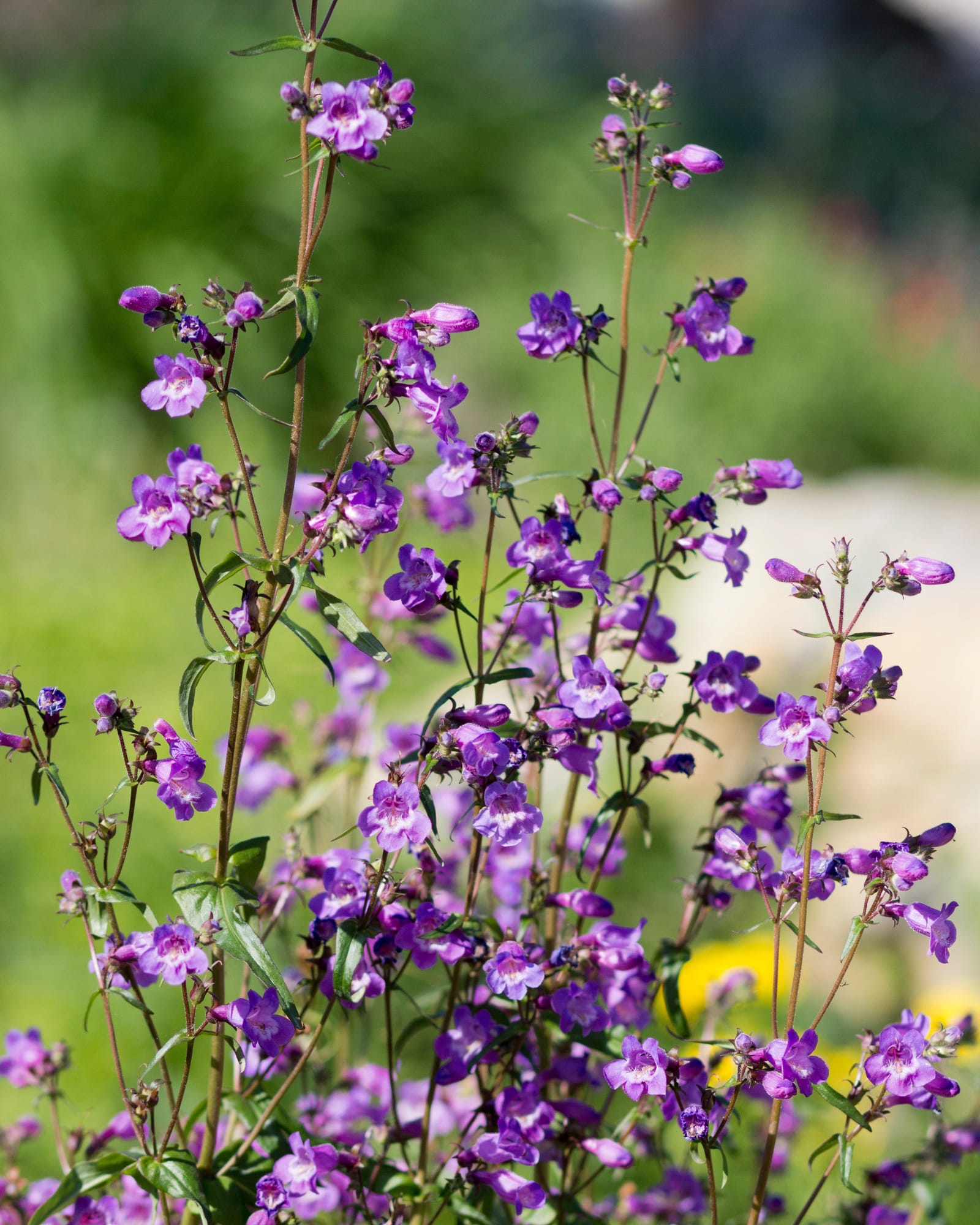 Rock Candy Blue Penstemon purple flowers Rock Candy Blue Penstemon with slender stems and clusters of purple flowers