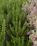 Roman Beauty Rosemary with upright green needle-like foliage beside pink-flowering plants in nursery containers