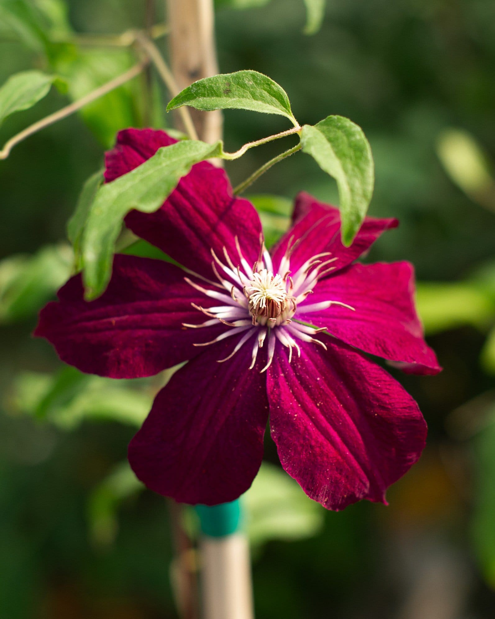 Rouge Cardinal Clematis deep red flower Rouge Cardinal Clematis with a deep red flower and pale stamens climbing a support