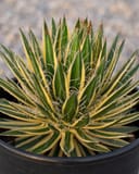 Royal Flush Agave with narrow green and yellow leaves edged by curling white filaments in a container
