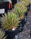 Royal Flush Agave with narrow striped leaves in black nursery containers