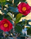 Royal Velvet Camellia with red flowers and glossy green leaves