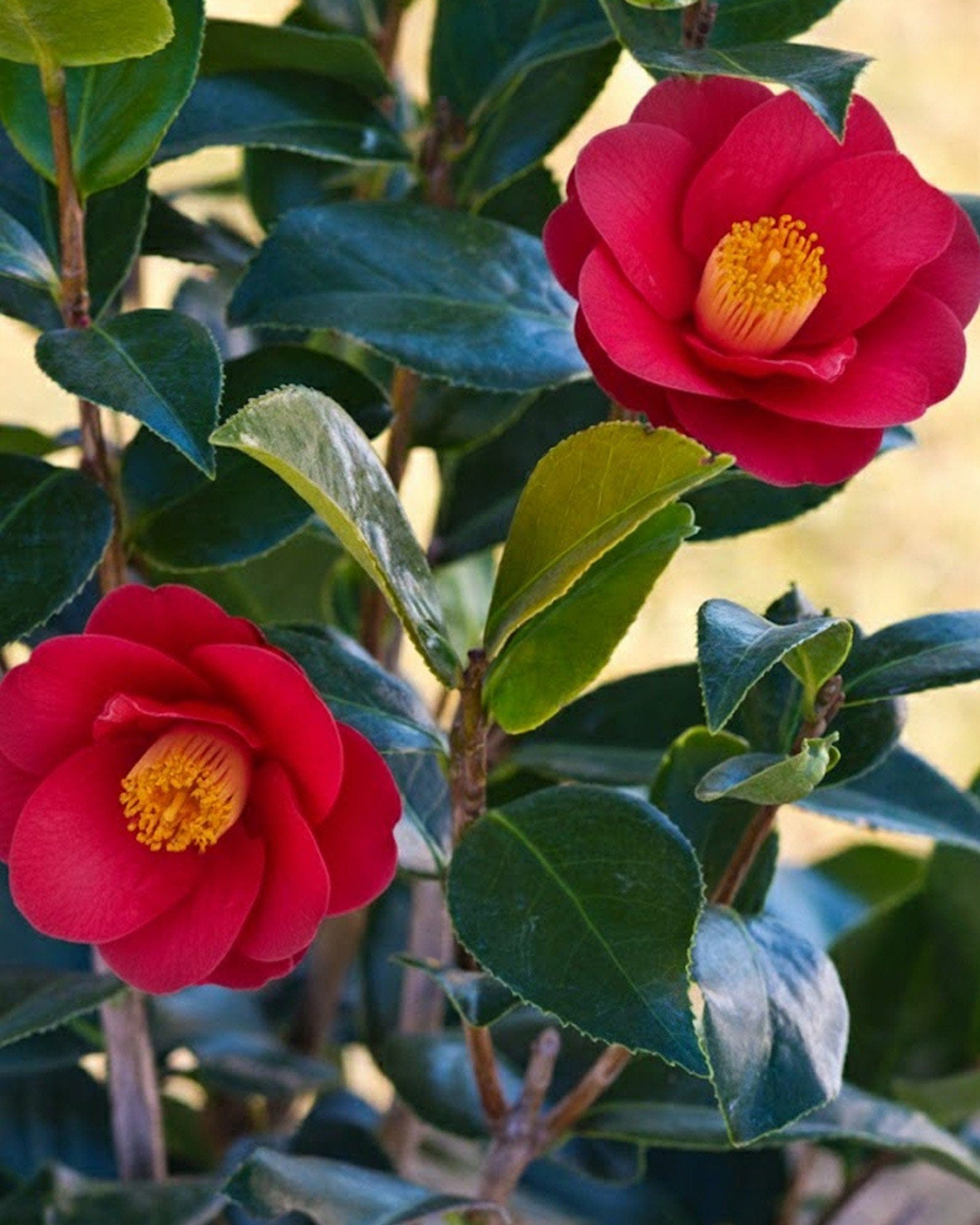 Royal Velvet Camellia red flowers Royal Velvet Camellia with red flowers and glossy green leaves