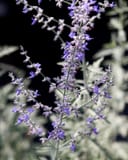 Russian Sage with airy stems of small purple flowers and silvery foliage